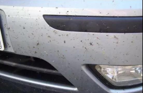 車漆腐蝕傷害-飛蟲.jpg